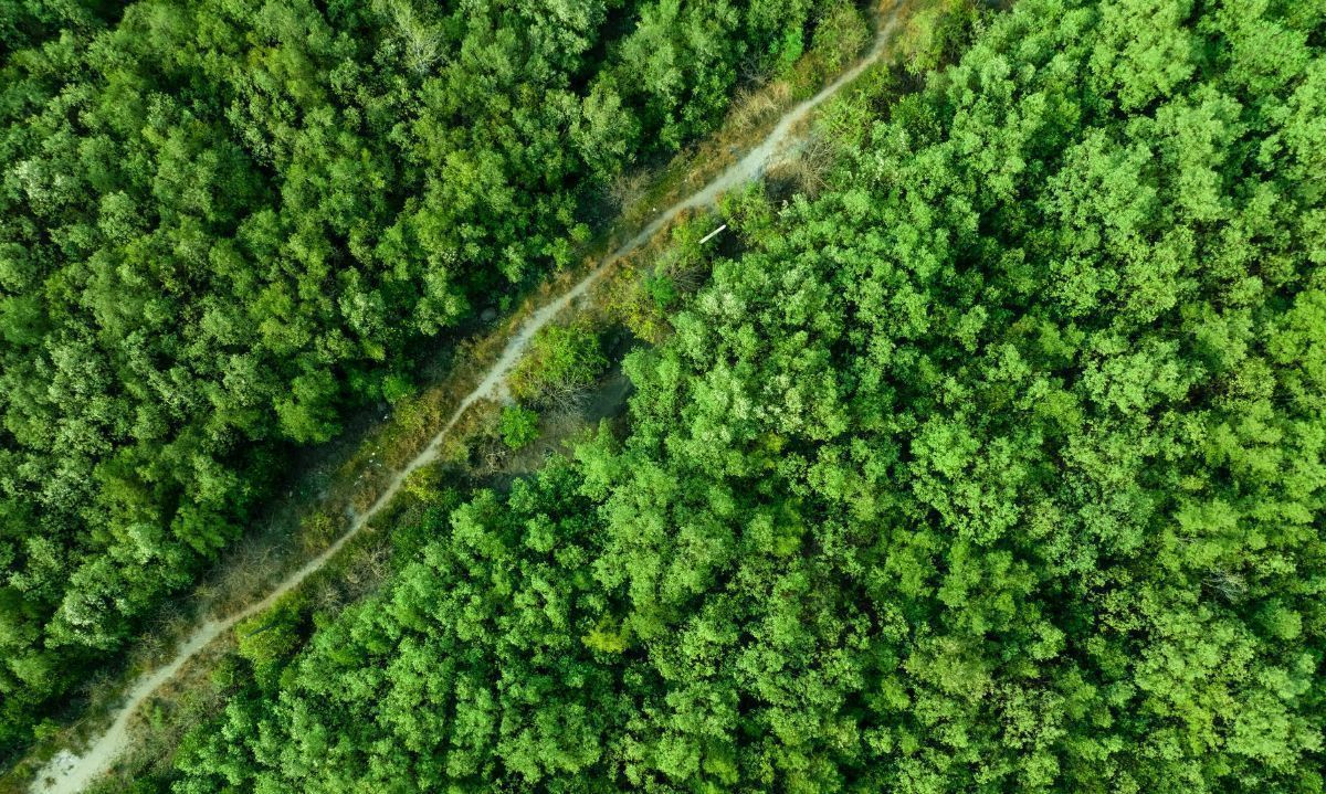 Chile no alcanzaría a cumplir compromisos forestales para alcanzar carbono neutralidad al 2050