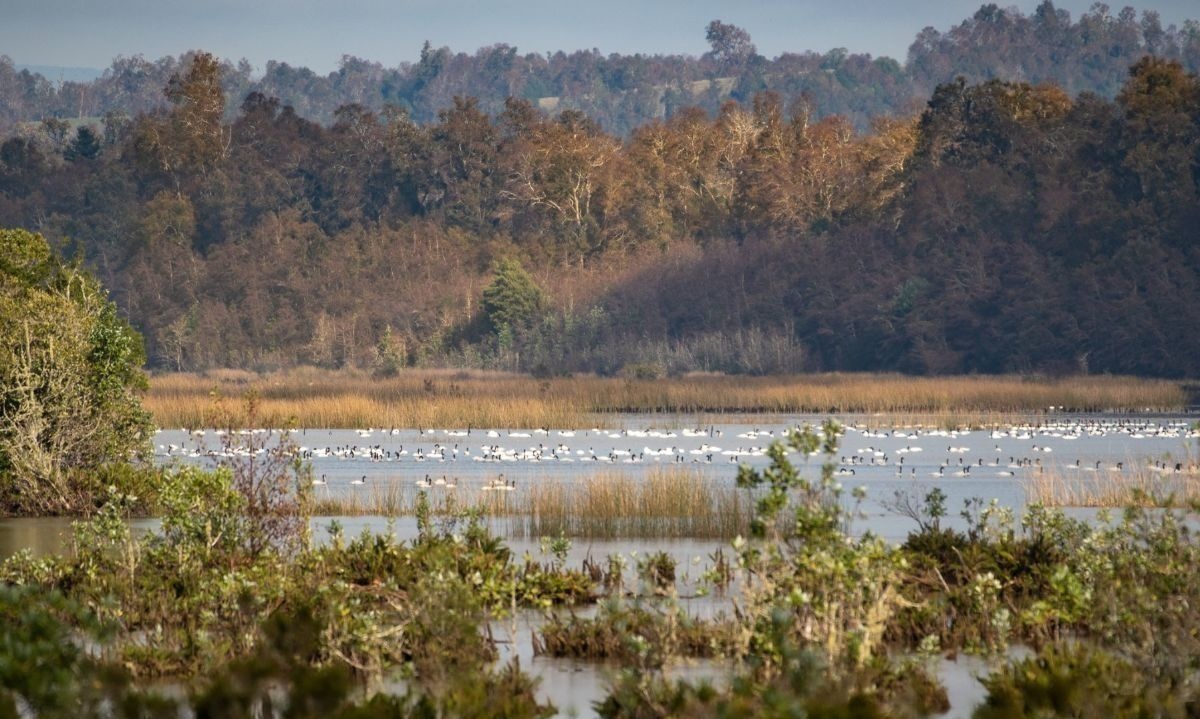 Invitan a explorar los humedales de la Región de Los Ríos a través del paisaje sonoro