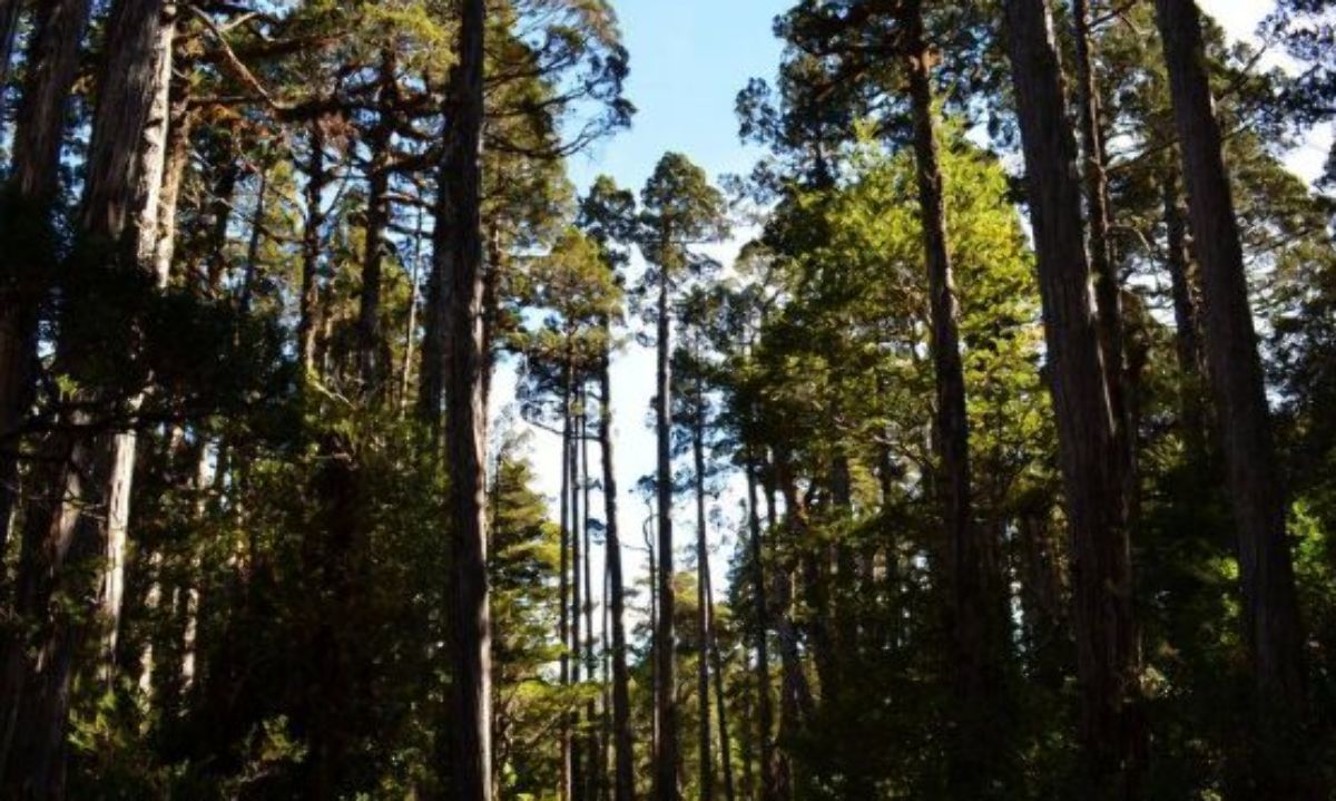 Abren postulación a concurso Ley de Bosque Nativo