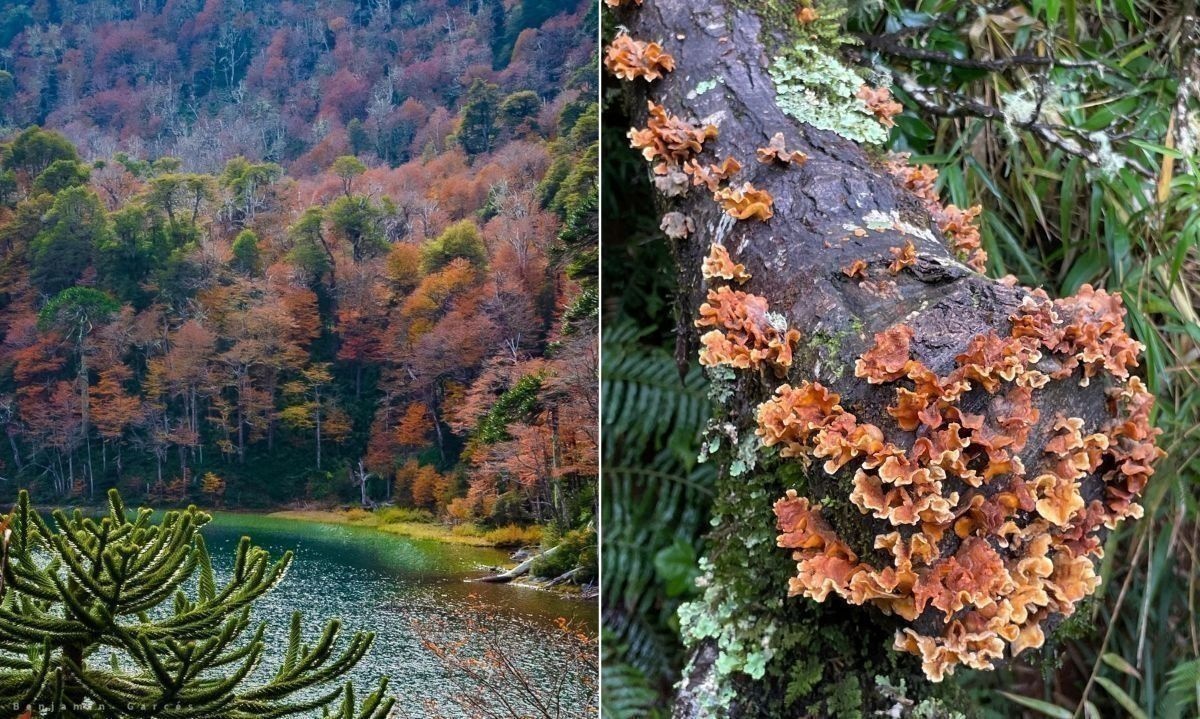 Llegó el otoño: conoce beneficios y características de esta colorida estación 