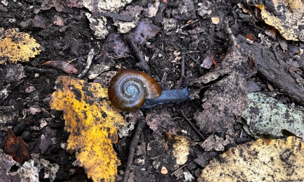 Estudio inédito revela cómo se alimenta el mítico caracol Negro en Chile