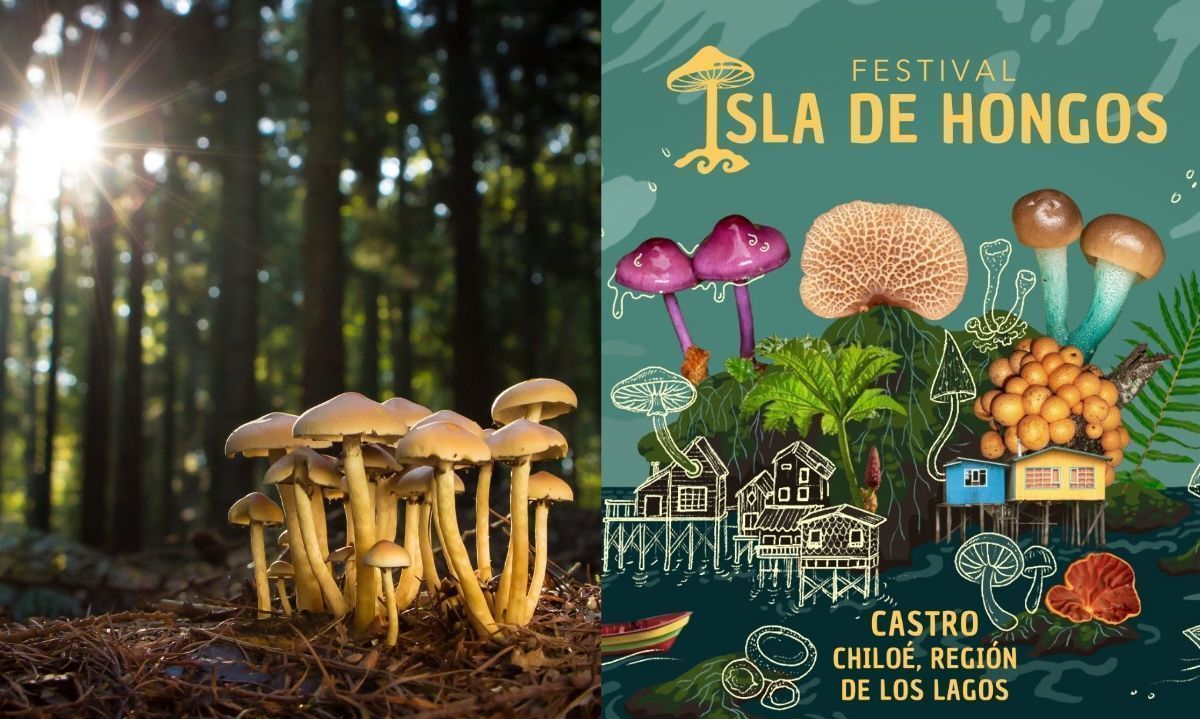 Chiloé celebrará primer Festival Isla de Hongos