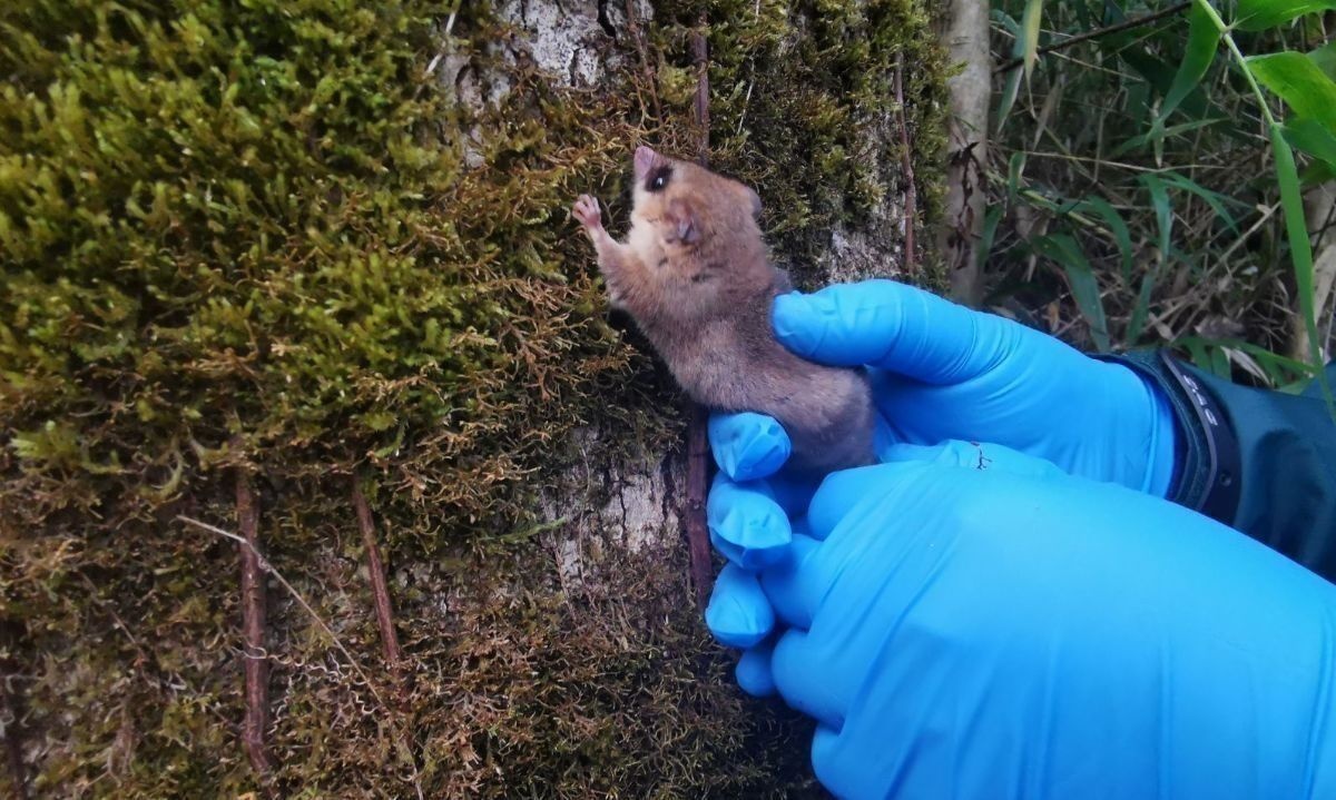 Explorarán presencia de fósil viviente en Aysén, el monito del monte 