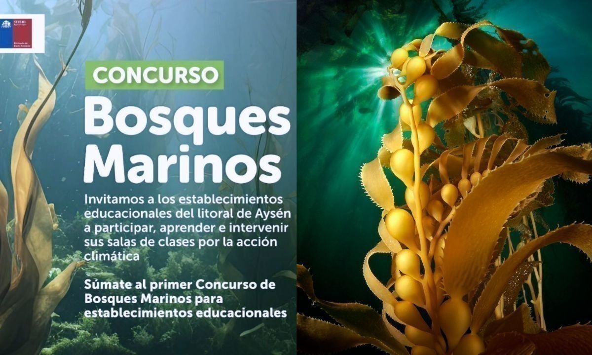 Establecimientos de Aysén aún pueden sumarse al primer concurso de Bosques Marinos