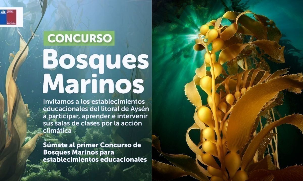 Establecimientos de Aysén aún pueden sumarse al primer concurso de Bosques Marinos