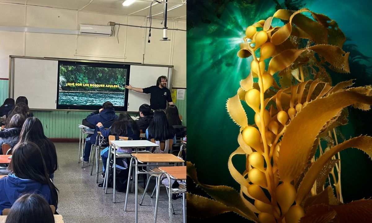 Campaña Bosques Azules resalta la educación sobre los ecosistemas marinos en Chiloé y la patagonia