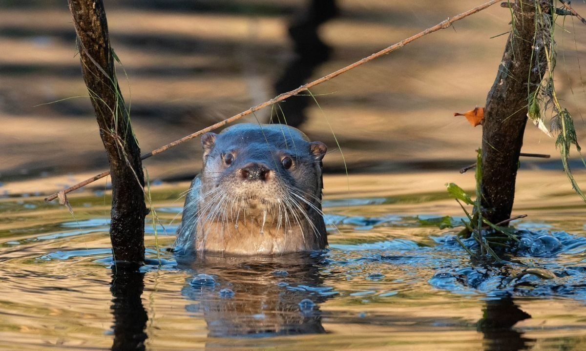 Sorprenden a sujeto que dio muerte a un huillín en el sur de Chile: está en peligro de extinción