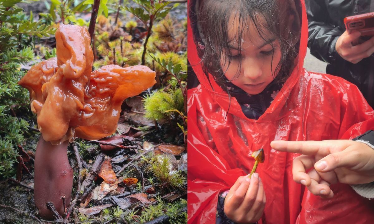 Primera versión de Valle Fungi Festival realza la importancia de los hongos en Puerto Montt