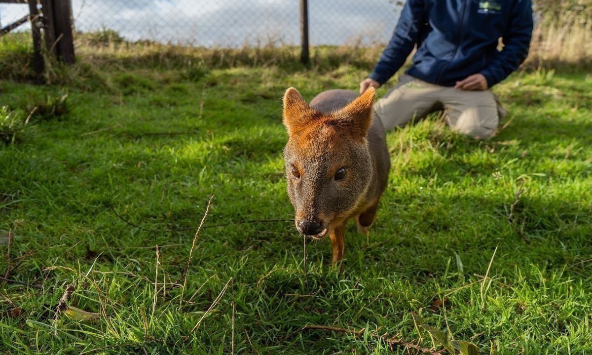 Este centro se dedica a la rehabilitación de fauna silvestre. Crédito: @Chiloé Silvestre.