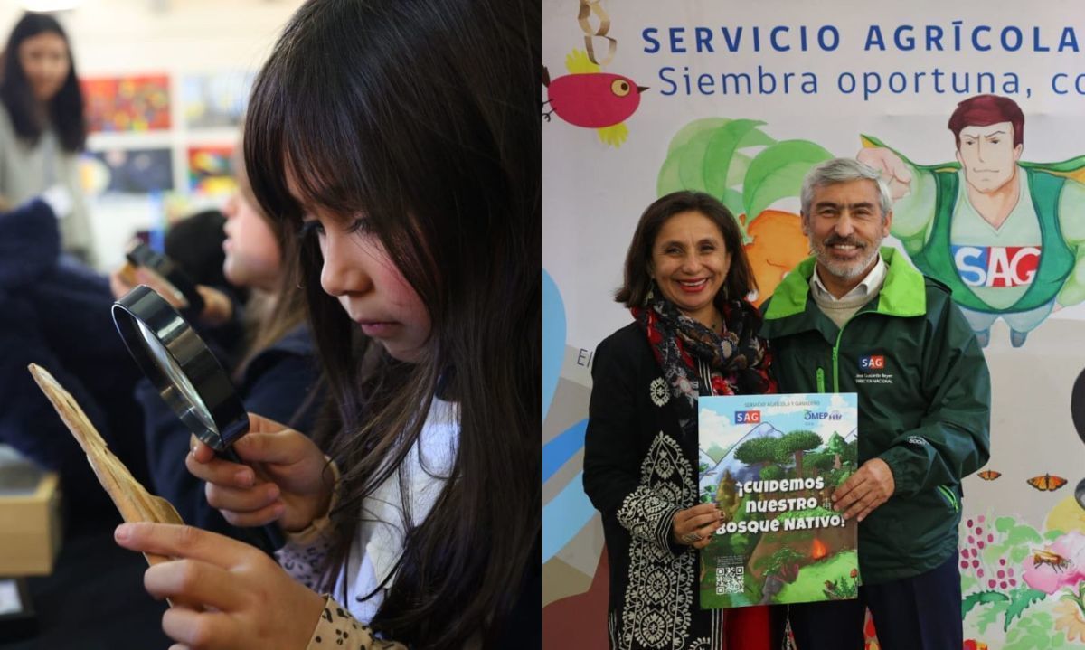 Lanzan innovador juego para niños y niñas enfocado en preservar la salud del bosque nativo