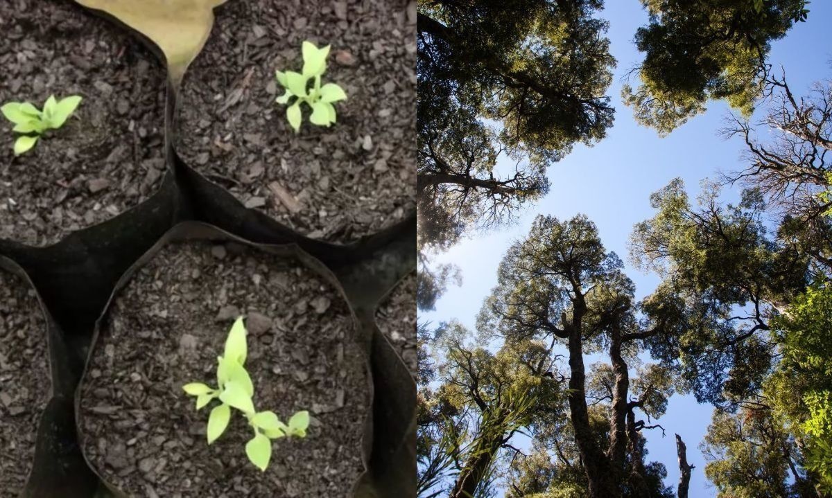 Implementarán programa para restaurar y fomentar el bosque nativo en Puerto Aysén