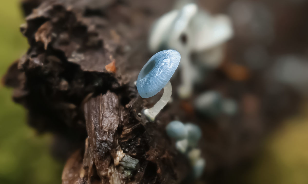 El hongo elegido para representar al festival es la Mycena cyanocephala. Crédito: FungiFest 2024.