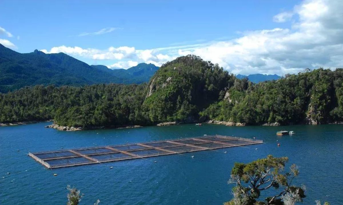 Comisión de Medio Ambiente  revisó 95 casos de sobreproducción de salmones sin sanción 