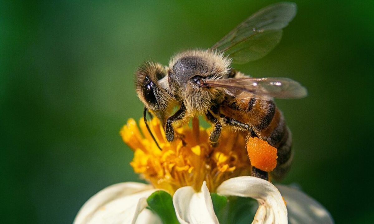 El día de una de las maravillas de la naturaleza, las abejas