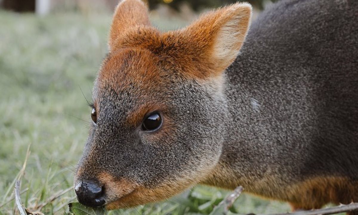 Ley Pudini: la campaña que busca resguardar efectivamente la fauna silvestre