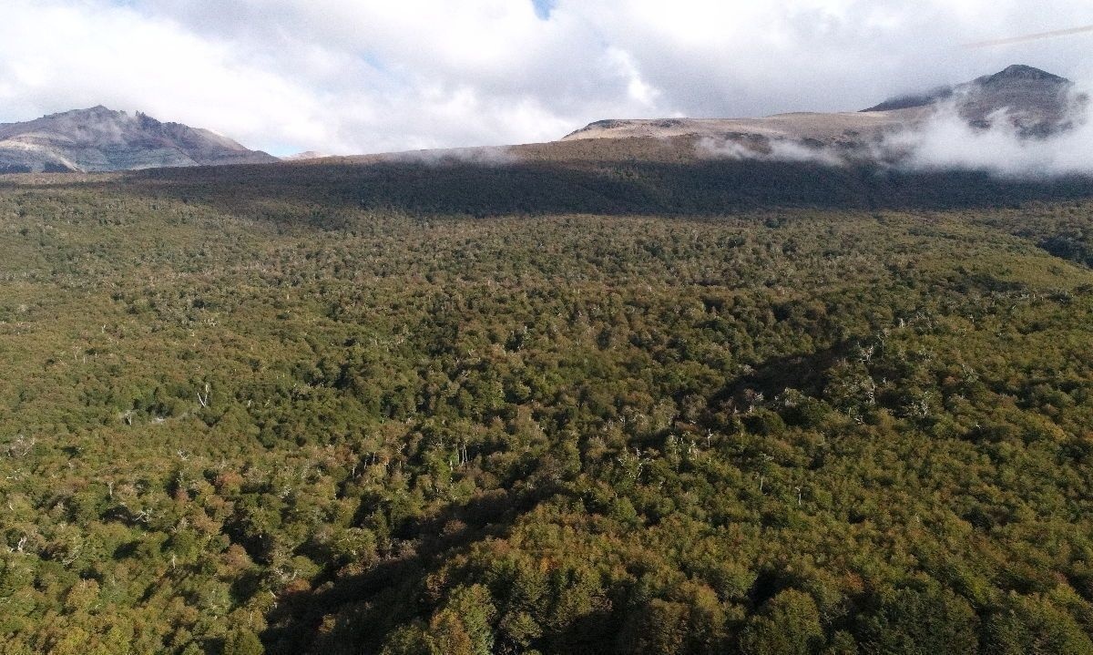 Estudio confirma inusuales cifras de regeneración tras históricos incendios en bosques de Coyhaique 