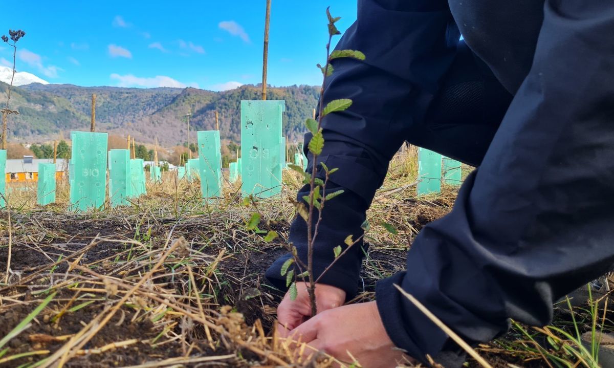 Mediante alianza Reforestemos Juntos plantarán más de 23 mil árboles nativos en el sur de Chile 