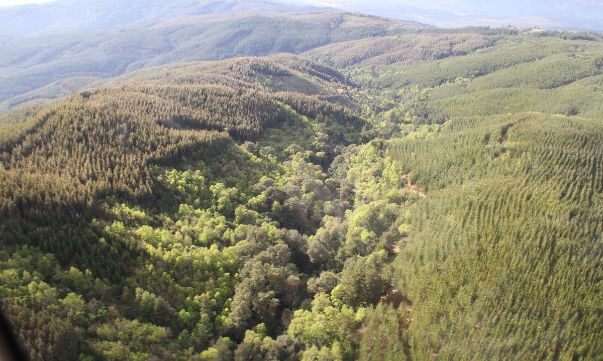 Día del Medio Ambiente: el desafío de la restauración con miras a la COP16 de biodiversidad
