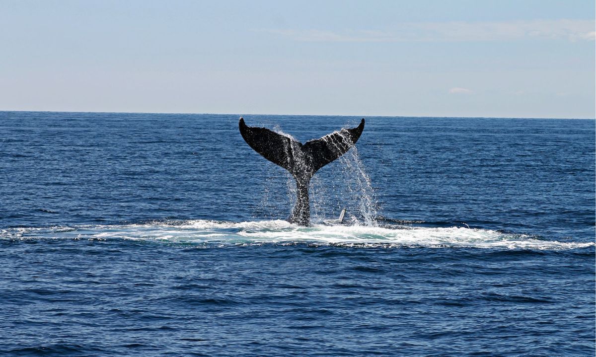 Día Mundial de los Océanos: "El claroscuro de los mares de Chile"