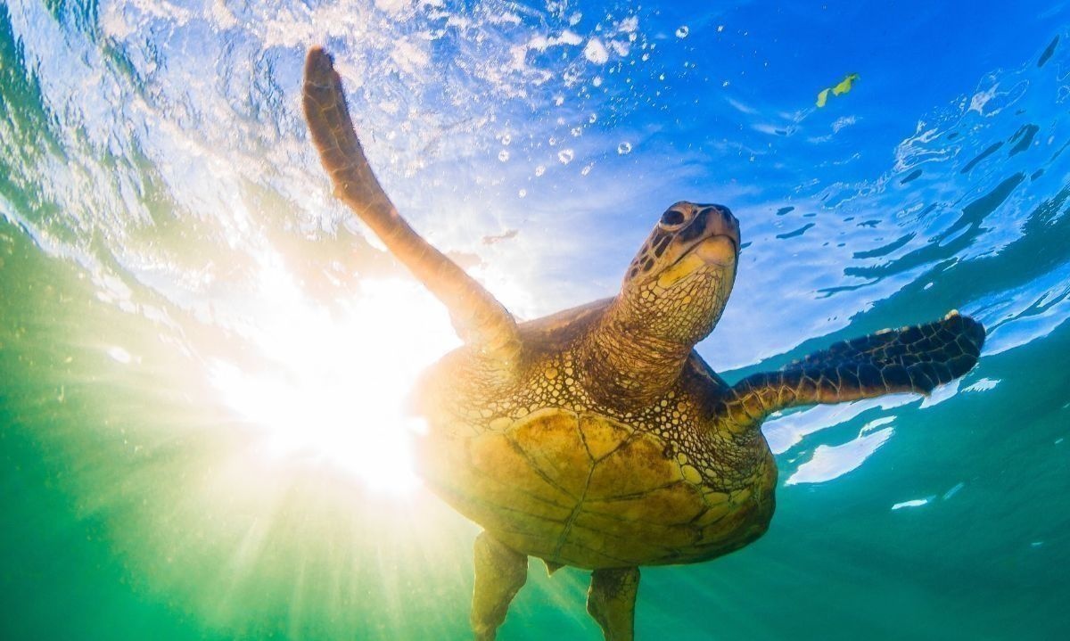 Fascinantes datos que no conocías de las tortugas marinas 