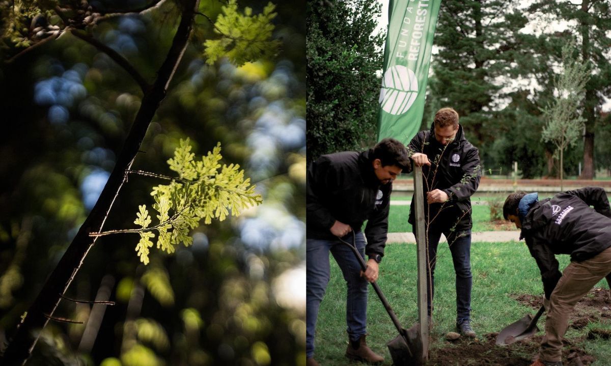 Fundación Reforestemos anuncia ambicioso plan nacional e internacional