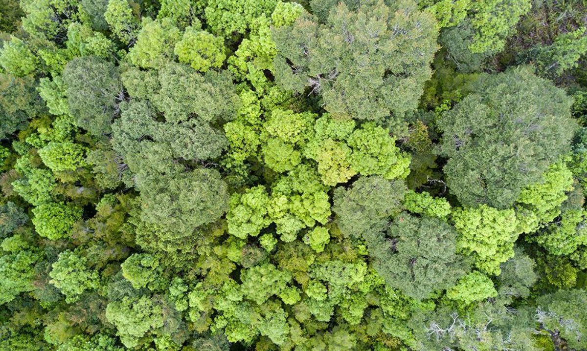 Organizaciones de Chiloé exigen medidas urgentes para salvar los bosques isleños