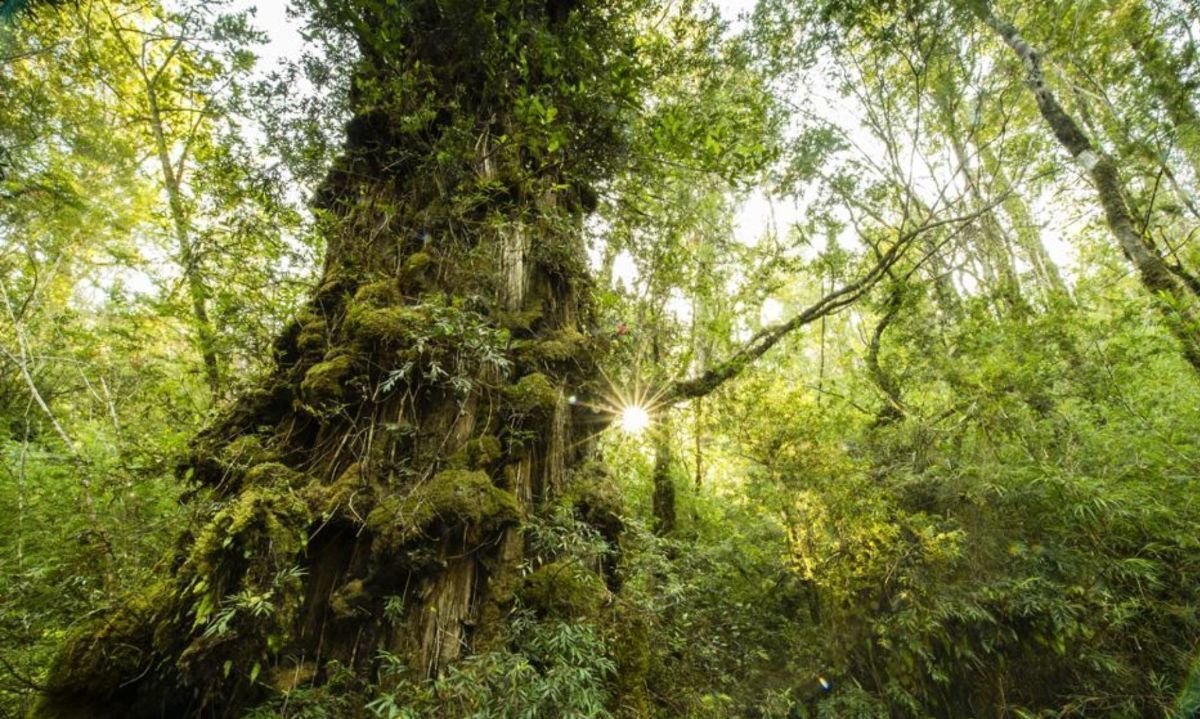 Dos de los tres alerces vivos más antiguos están en la Reserva Costera Valdiviana