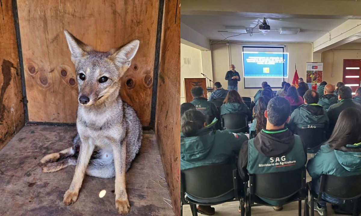 Funcionarios de SAG Biobío se capacitan en atenciones de denuncias de fauna silvestre