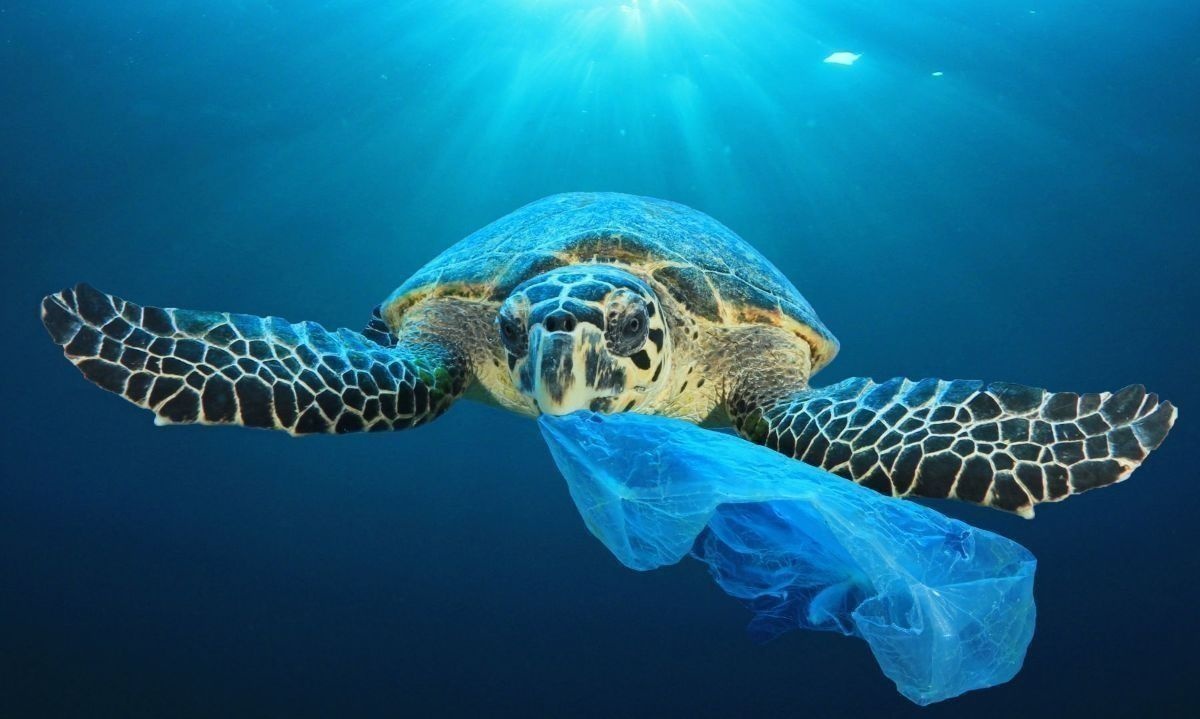 Día Internacional sin Bolsas Plásticas: 15 minutos de uso y cientos de años en el planeta
