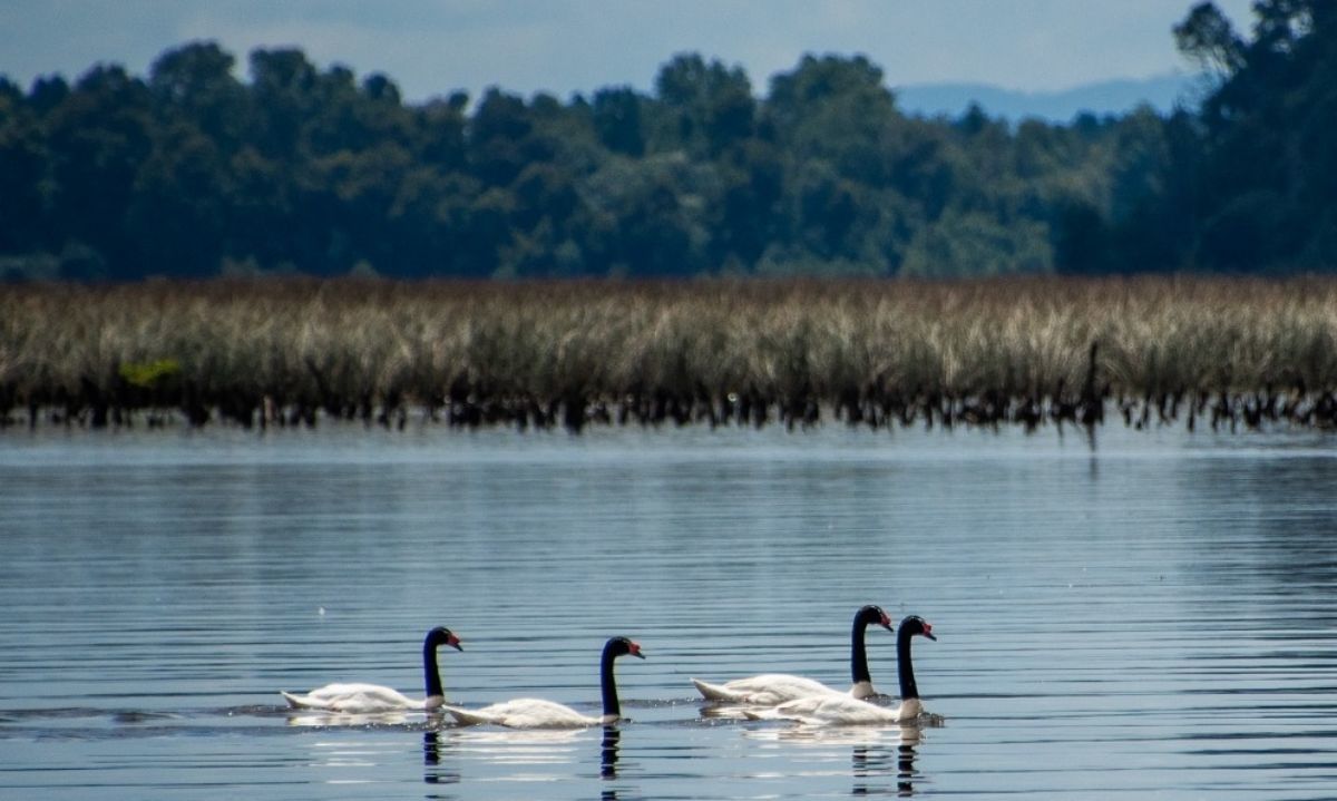 Valdivia es reconocida por su compromiso y trabajo con la acción climática