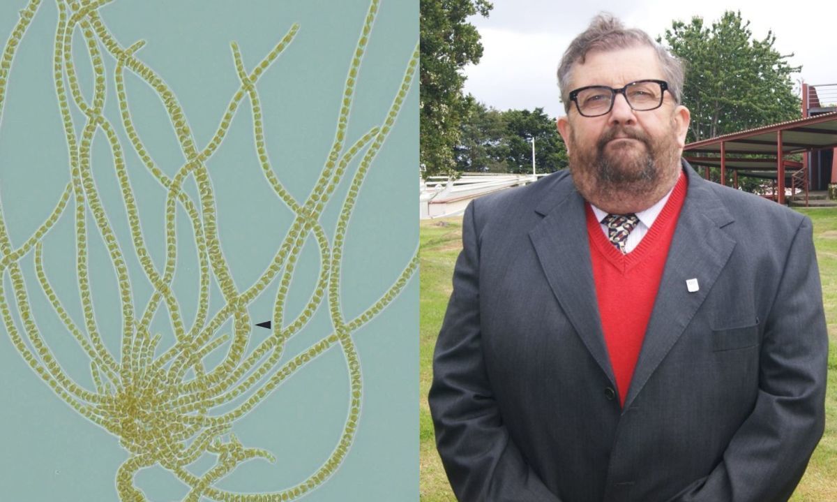 Nombran a nueva especie de alga marina en honor a académico de UACh Puerto Montt