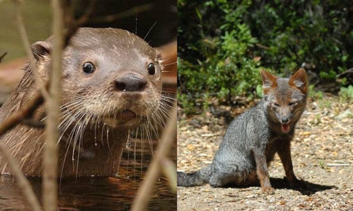 Estrategias de conservación buscan aumentar la población del zorro de Darwin y el huillín 