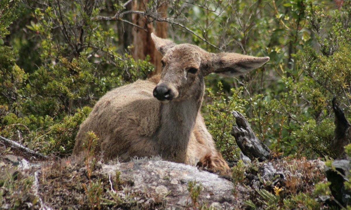 Exigen estudio de impacto ambiental para proyecto de conservación del huemul