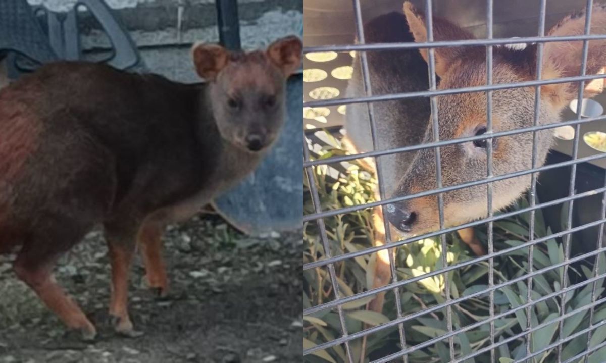 Ejemplar de pudú es devuelto a su hábitat natural en sector rural de Región de Biobío 