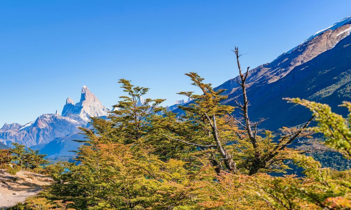 Proyecto aysenino revolucionará la gestión de bosques con tecnología de vanguardia 