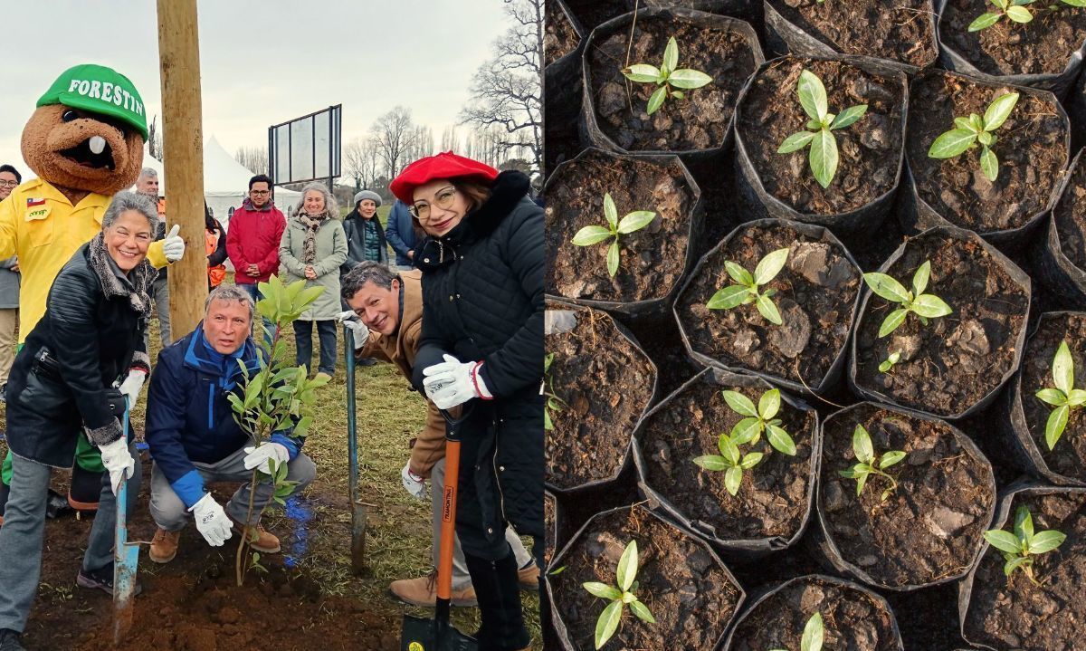 Osorno contará con el primer vivero regional de especies nativas para reforestación de bosques 