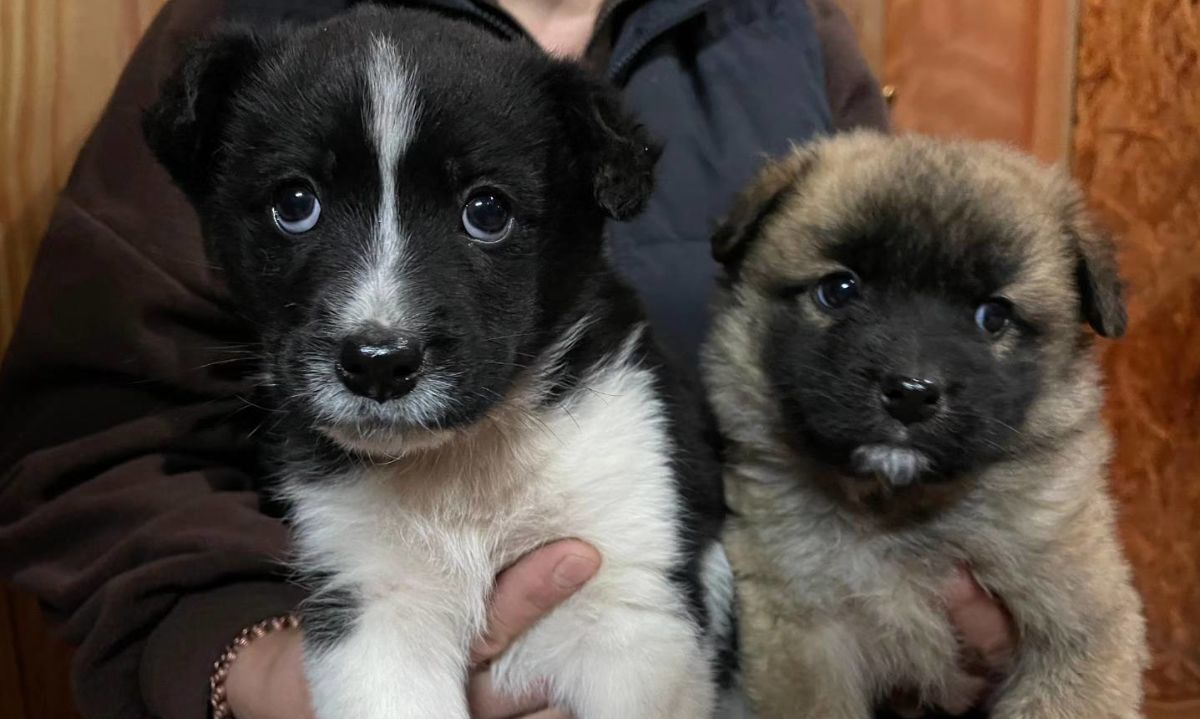 Panguipulli celebrará 15 años del programa Tenencia Responsable de Mascota con diversas actividades 