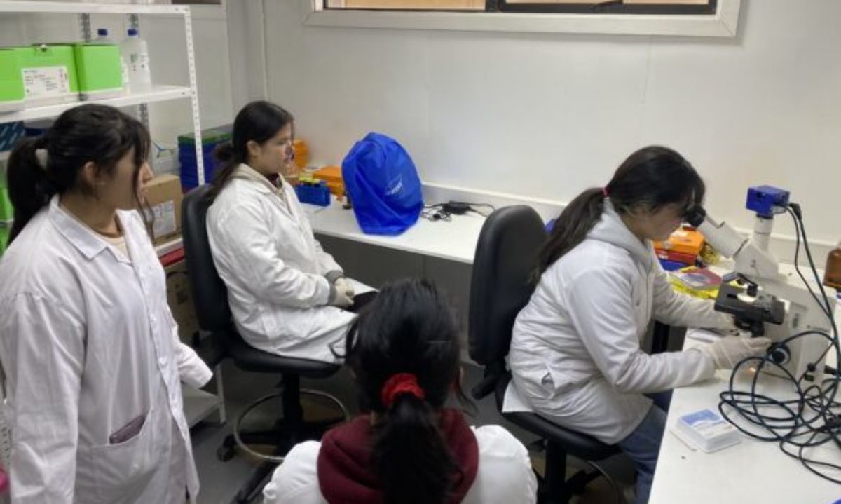 Estudiantes valdivianas investigan presencia de microplásticos en heces de lobos marinos