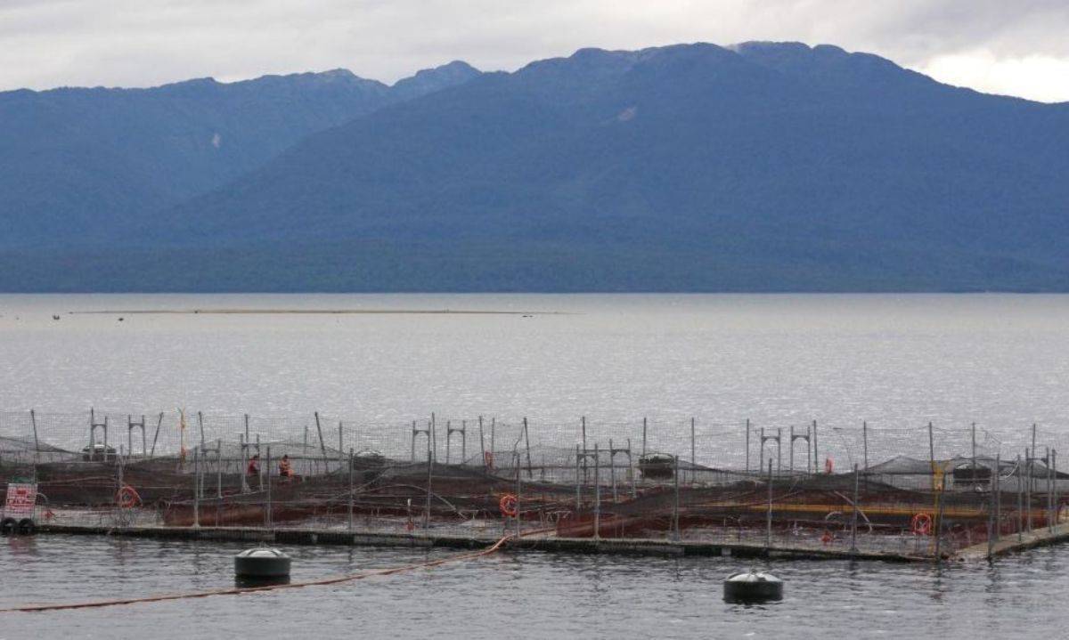 Contraloría reafirma denuncias de ONG sobre falta de control en vigencia de concesiones salmoneras 
