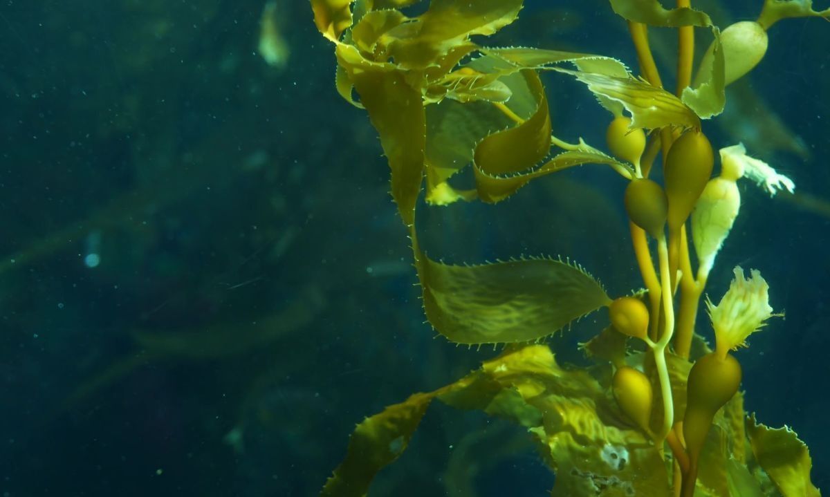 Presentan libro gratuito sobre los bosques submarinos de la patagonia