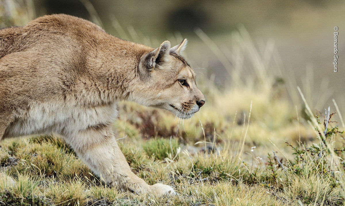 Día Internacional del Puma: conoce cuáles son los felinos salvajes que viven en Chile