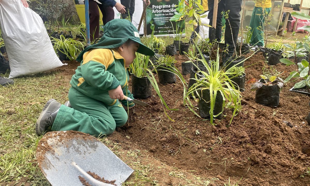Activación del primer dispositivo de producción de plantas nativas. Crédito: Conaf Los Ríos.