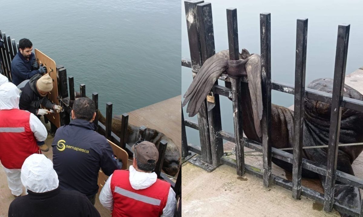 El animal se encontraba atrapado en las rejas dispuestas en la costanera. Crédito: Sernapesca Los Ríos, @Ezze_Claudio| Redes Sociales.