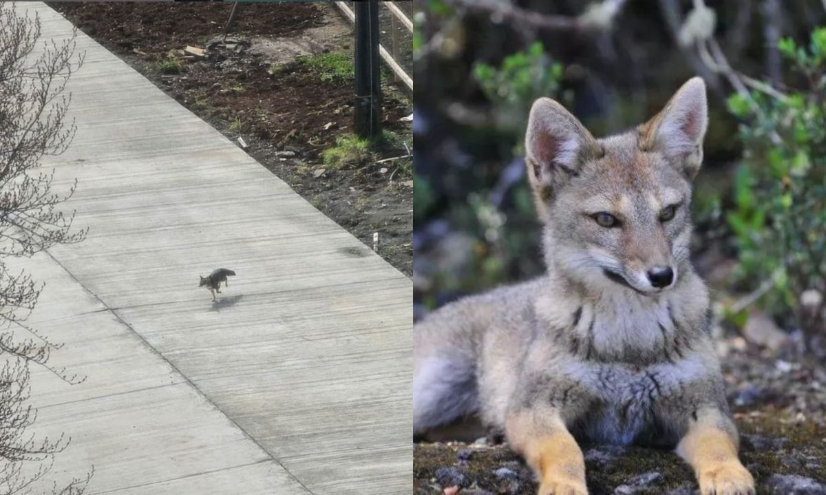 Continúa búsqueda de ejemplar de zorro avistado en centro de Valdivia 
