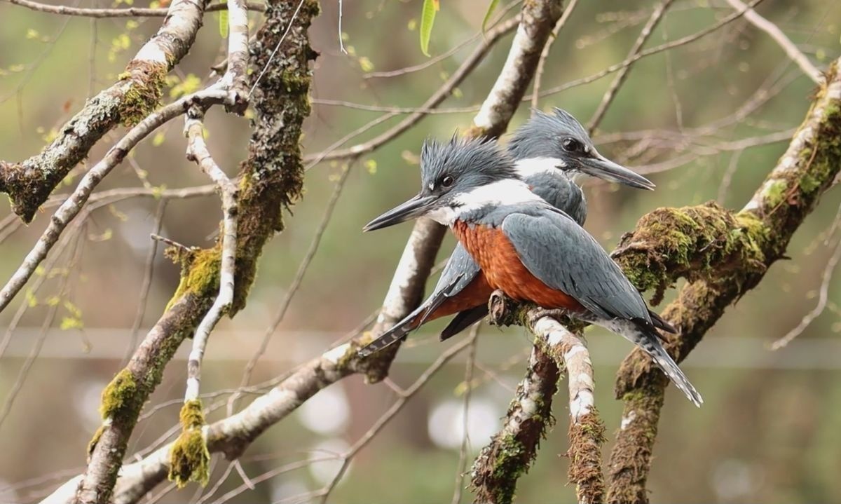 Registran a pareja de martín pescador en pleno apareamiento en Parque Saval de Valdivia 