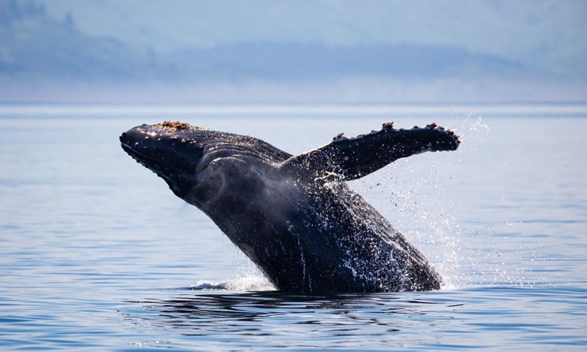 Llaman a establecer red de Áreas Marinas Protegidas para conservación efectiva del Corredor Azul del Pacífico 