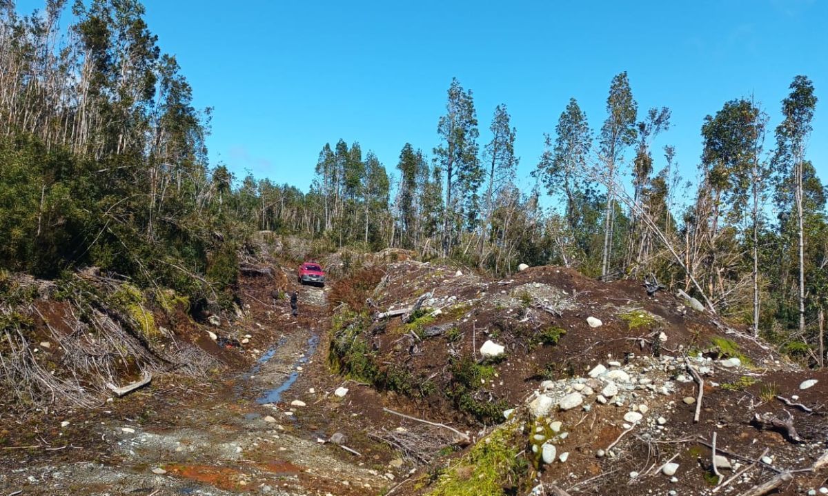 Conaf Los Lagos se querella por sustracción de madera en bosque nativo