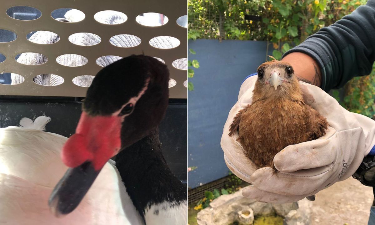 Liberan a cisne de cuello negro y tiuque tras exitosas rehabilitaciones en Región del Biobío