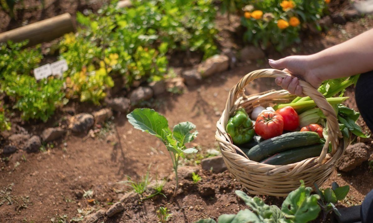 Anuncian ciclo de talleres sobre huertos y jardinería en Puerto Varas
