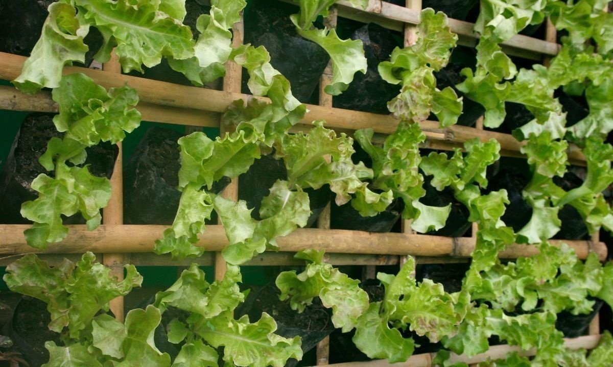 Ecomercado Solidario de Valdivia implementó huerto vertical incentivando la alimentación sostenible 